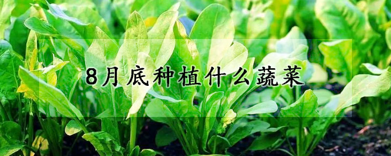 8月底種植什么蔬菜