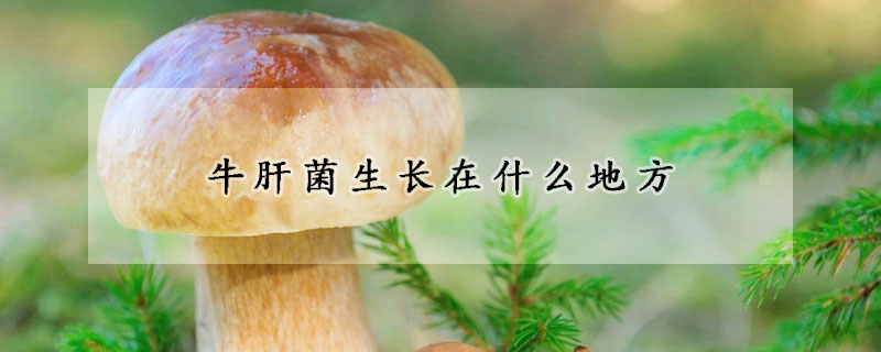 牛肝菌生長在什么地方