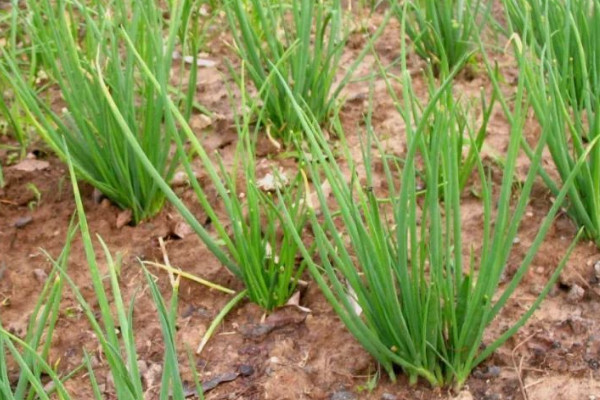 韭黃種植技術視頻教程