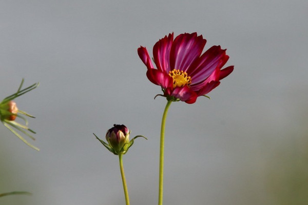 格桑花的花語和寓意,象征了什么