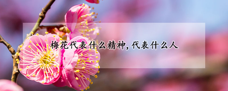 梅花代表什么精神,代表什么人