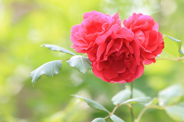 野薔薇的花語(yǔ)和寓意,象征了什么