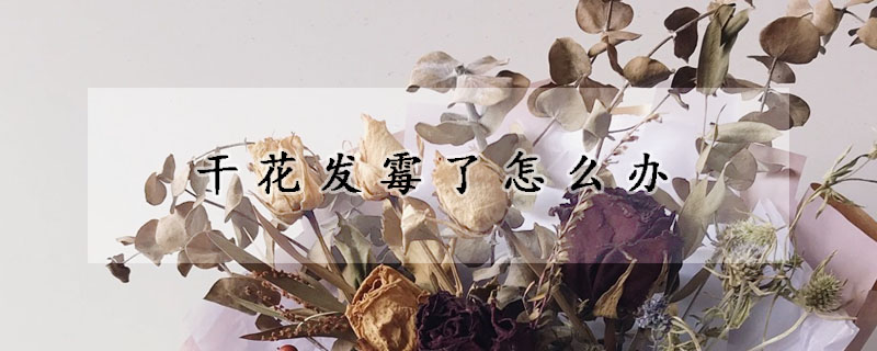 干花發(fā)霉了怎么辦