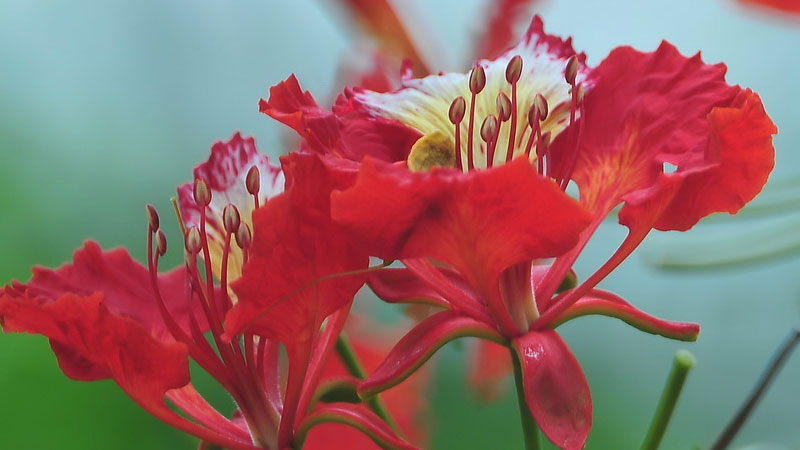 鳳凰花的花語和寓意,象征了什么