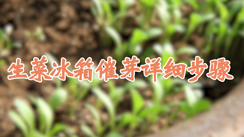 生菜冰箱催芽詳細步驟