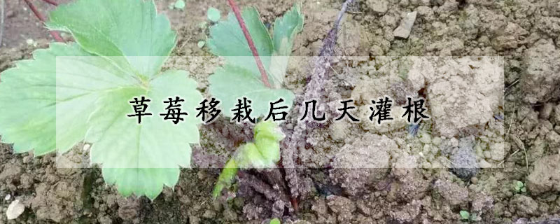 草莓移栽后幾天灌根