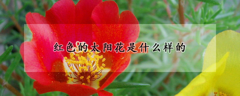 紅色的太陽(yáng)花是什么樣的