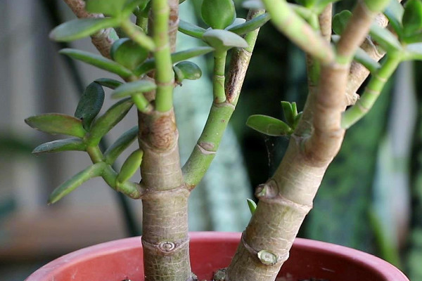 大缸花盆適合養什么花