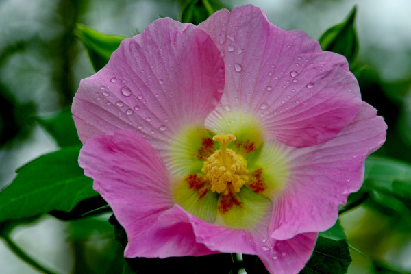 芙蓉花的花語和寓意,象征了什么