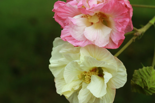 芙蓉花的花語和寓意,象征了什么