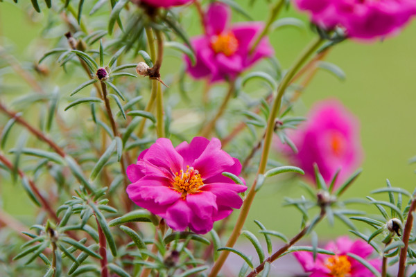 太陽花的花語和寓意,象征了什么