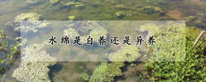 水綿是自養(yǎng)還是異養(yǎng)