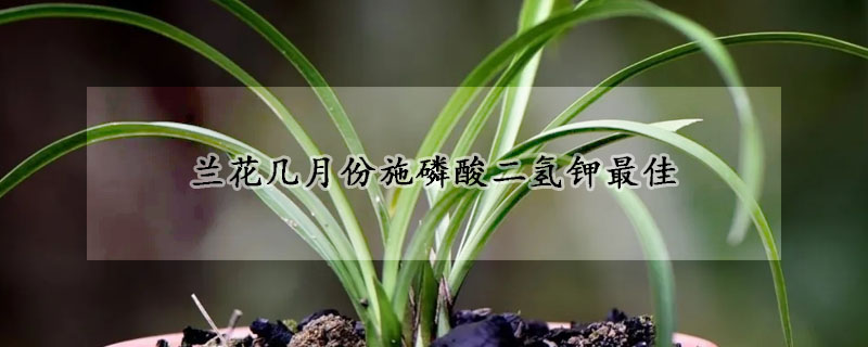 蘭花幾月份施磷酸二氫鉀最佳