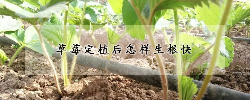 草莓定植后怎樣生根快