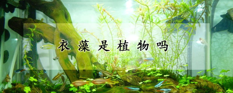 衣藻是植物嗎