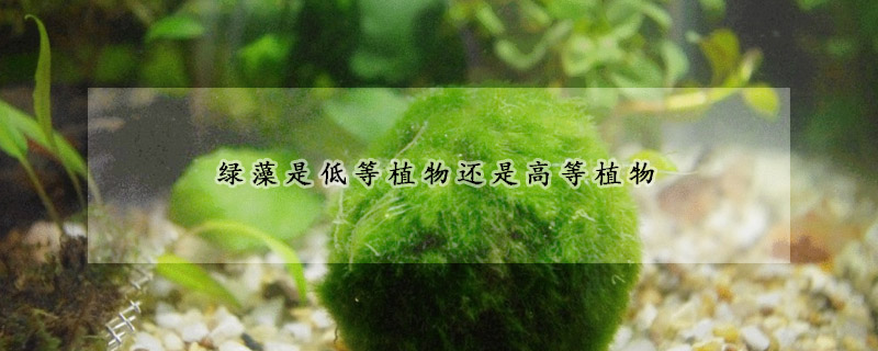 綠藻是低等植物還是高等植物