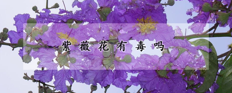 紫薇花有毒嗎