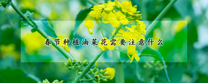 春節種植油菜花需要注意什么