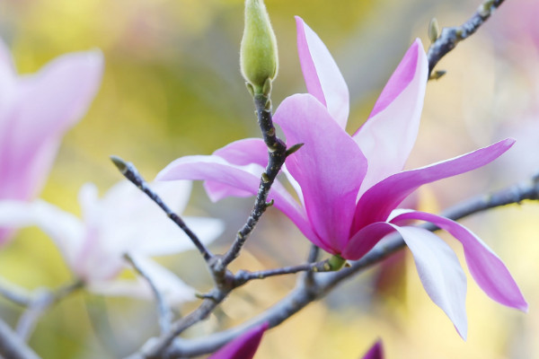 木蘭花的花語和寓意,象征了什么