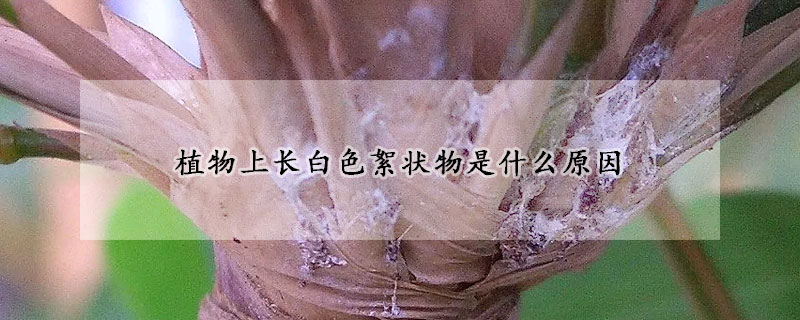 植物上長白色絮狀物是什么原因