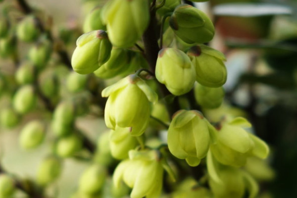 什么花草驅(qū)蛇最有效