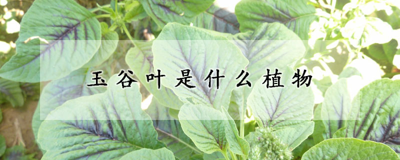 玉谷葉是什么植物