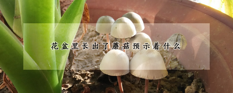 花盆里長(zhǎng)出了蘑菇預(yù)示著什么