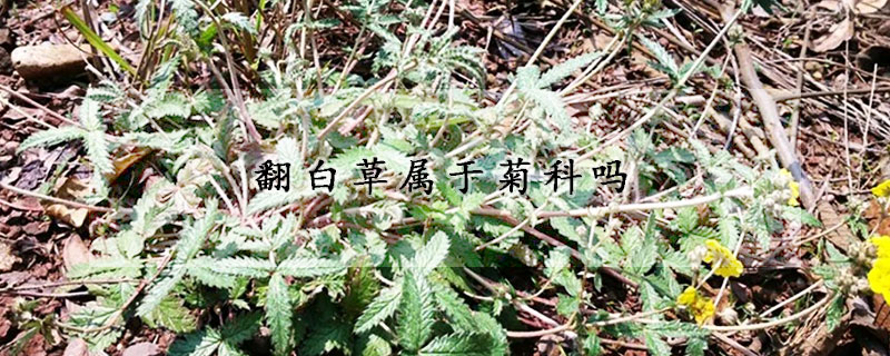 翻白草屬于菊科嗎