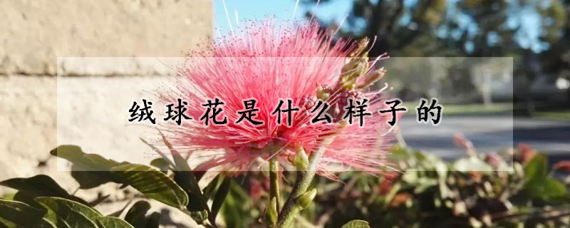 絨球花是什么樣子的