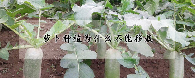 蘿卜種植為什么不能移栽