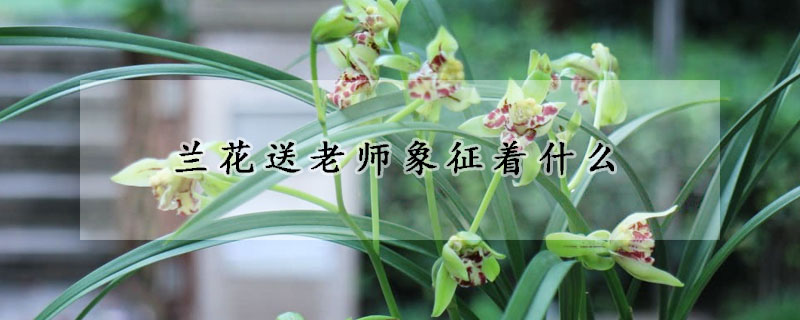 蘭花送老師象征著什么