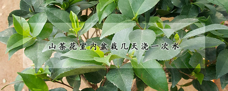 山茶花室內(nèi)盆栽幾天澆一次水