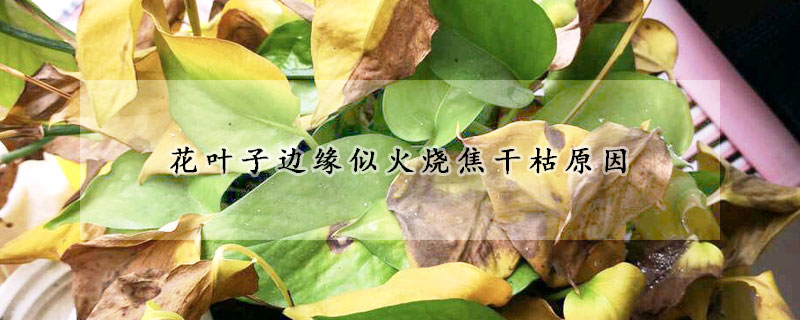 花葉子邊緣似火燒焦干枯原因