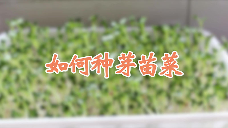 如何種芽苗菜