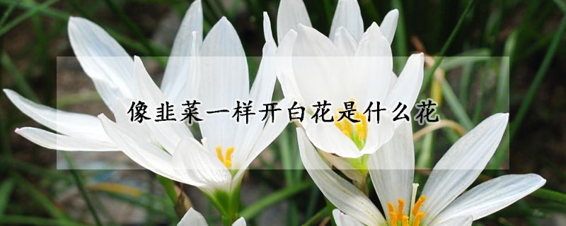 像韭菜一樣開白花是什么花