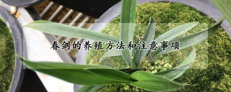 春劍的養殖方法和注意事項