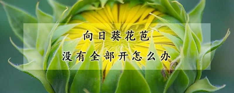 向日葵花苞沒有全部開怎么辦