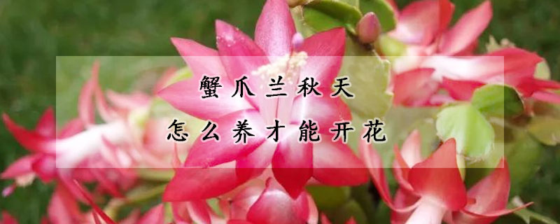 蟹爪蘭秋天怎么養(yǎng)才能開花