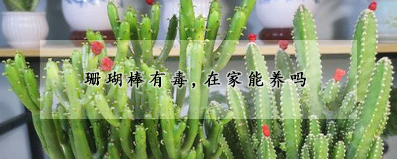 珊瑚棒有毒,在家能養嗎