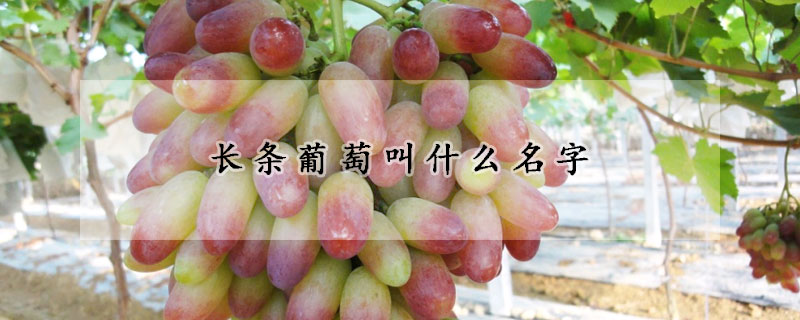 長條葡萄叫什么名字