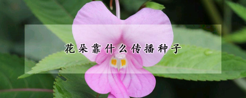 花朵靠什么傳播種子