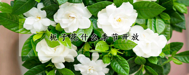 枙子花什么季節(jié)開放