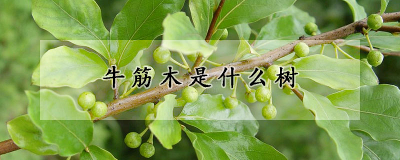 牛筋木是什么樹