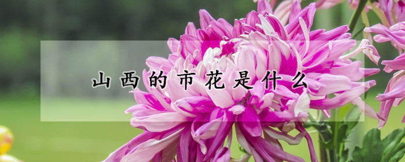 山西的市花是什么