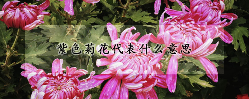 紫色菊花代表什么意思