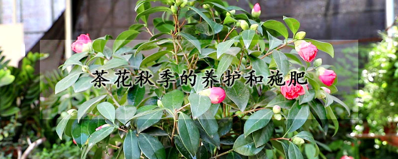 茶花秋季的養(yǎng)護(hù)和施肥