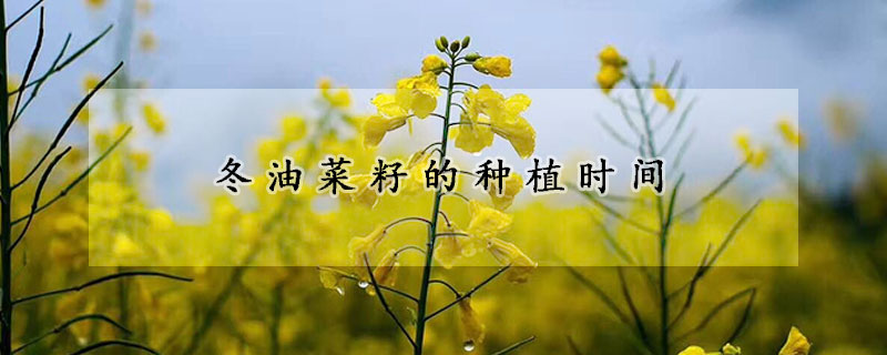 冬油菜籽的種植時間