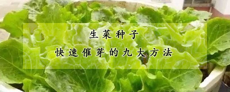 生菜種子快速催芽的九大方法