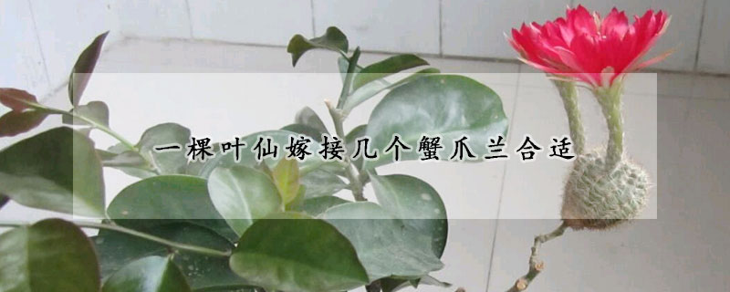 一棵葉仙嫁接幾個蟹爪蘭合適