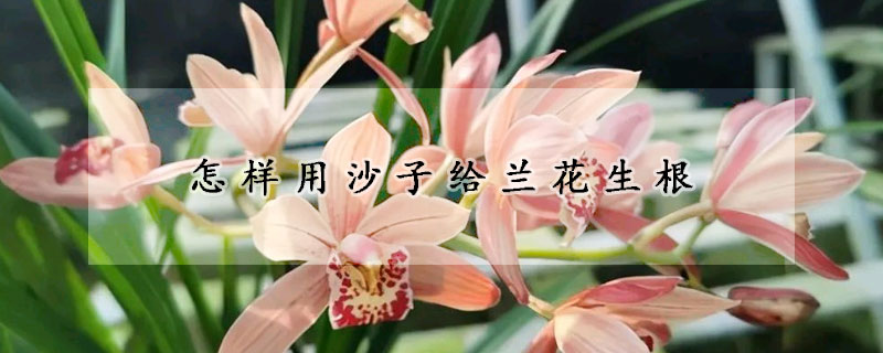 怎樣用沙子給蘭花生根